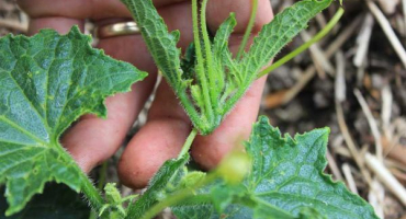 Jak oslepit okurky venku a ve skleníku